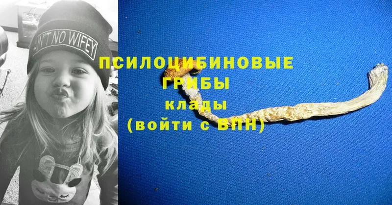 Галлюциногенные грибы Psilocybe  Белорецк 